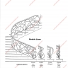 Média réf. 300 (3/9): Rampe d'escalier en fer forgé, style Art nouveau, modèle liane